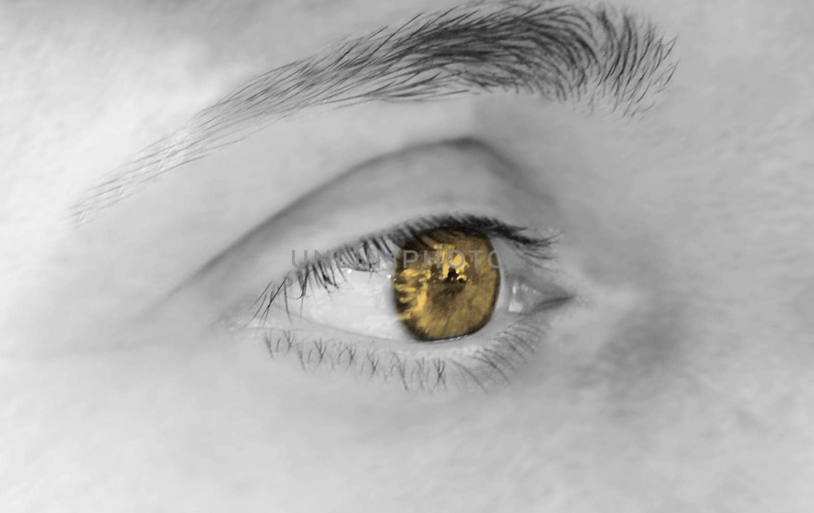 yellow eyes - Eye amber
