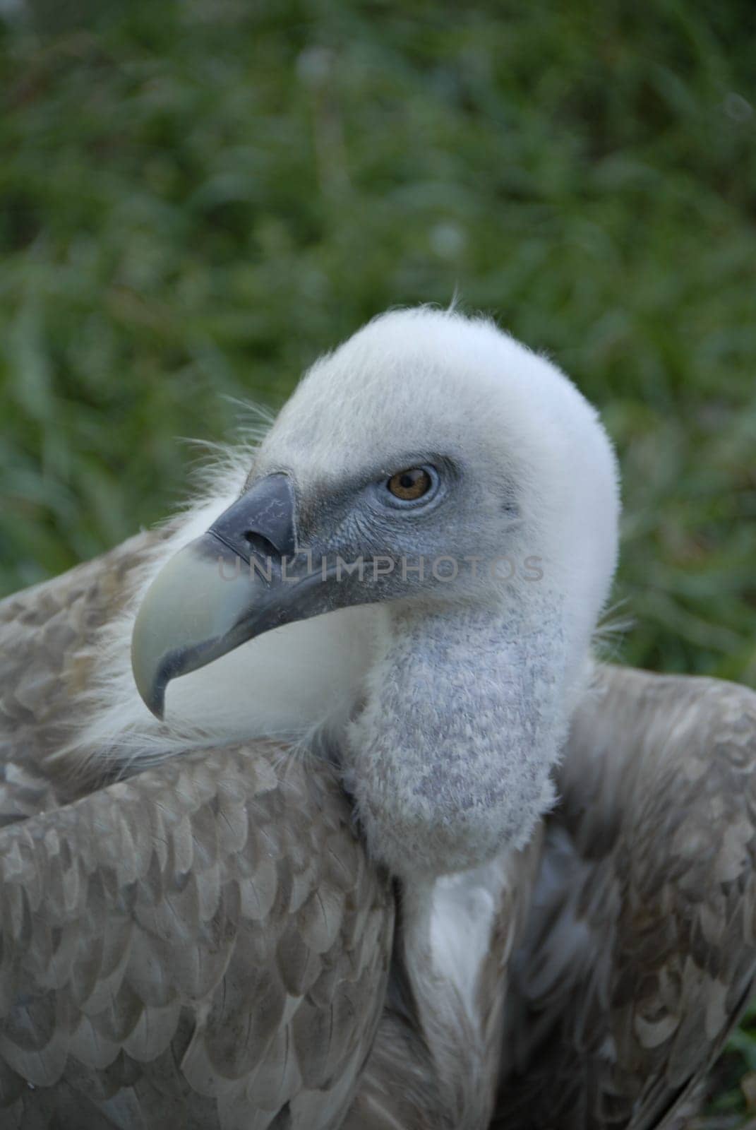 Young vulture