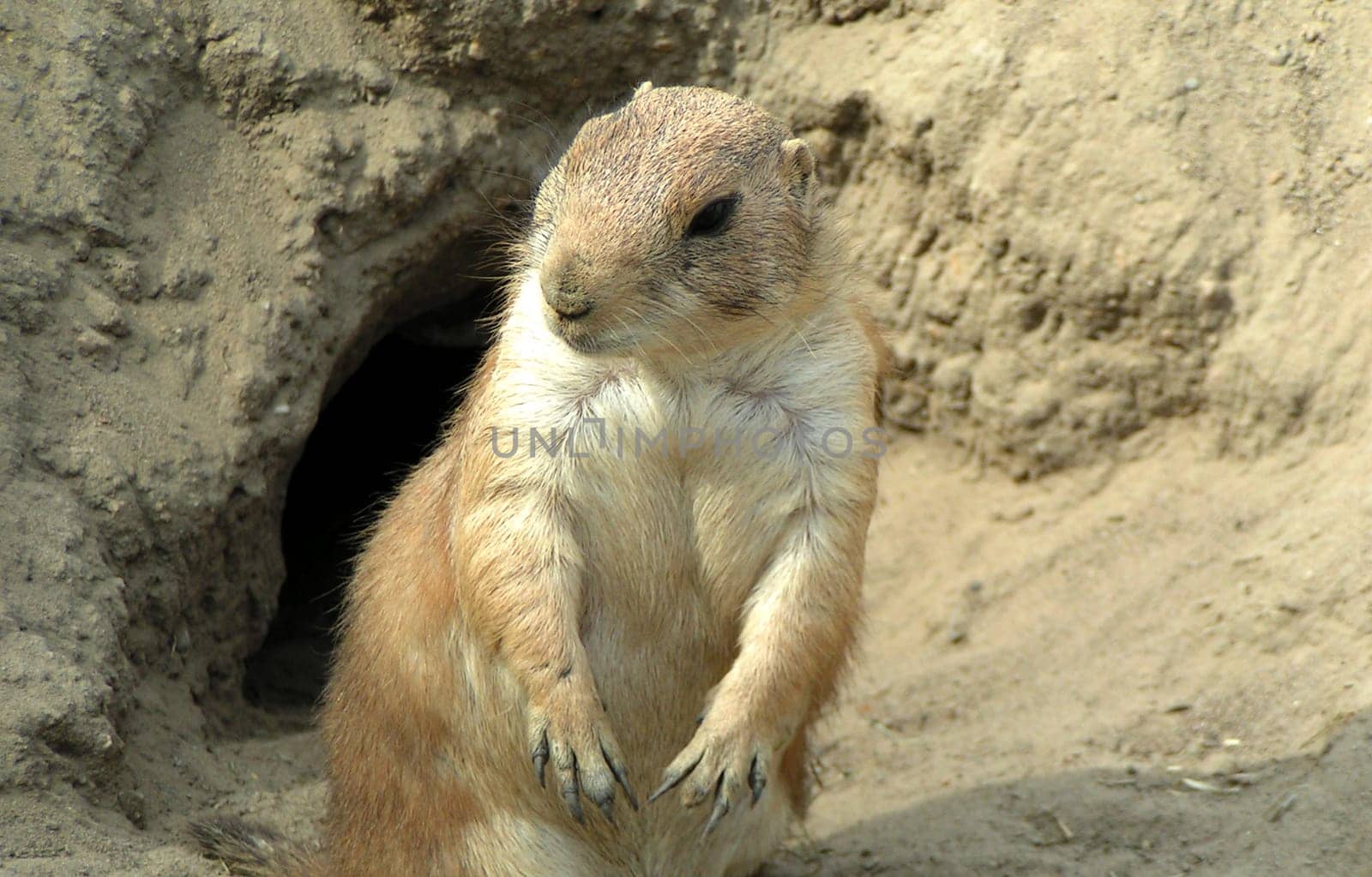 Meerkat