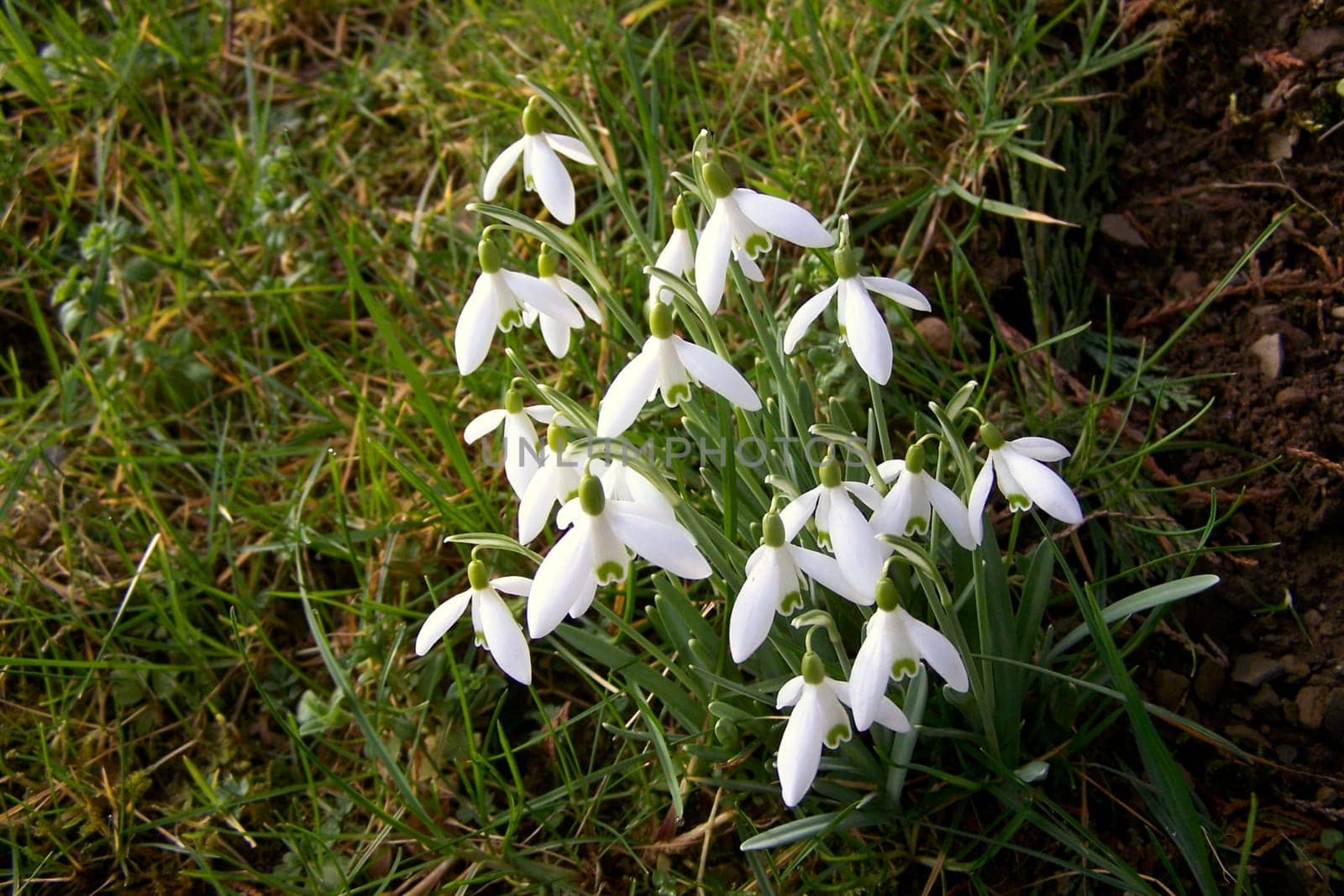 Snowdrop