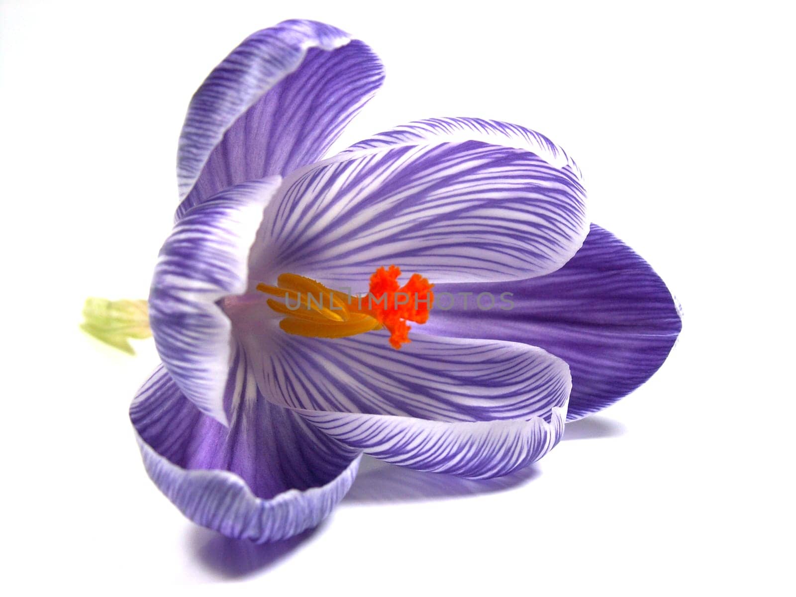 Crocus blossom