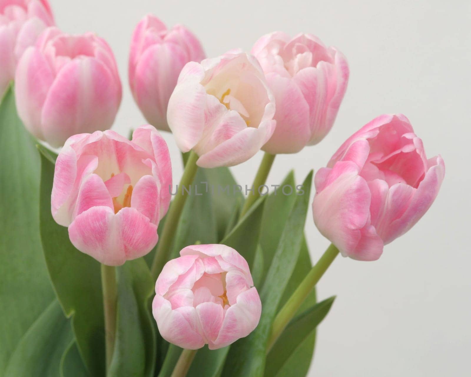 Tulips...