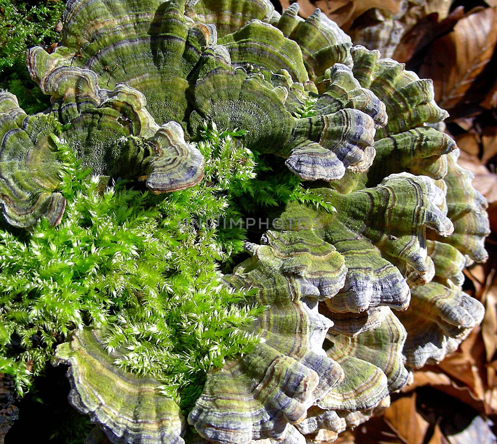 Deadwood is decomposed over the course of many years by bacteria,tree fungi (e.g.dem tinder fungus and Hallimasch) and many other lignicolic fungi. The resulting humus is a breeding ground for countless plants and a germination bed for the seedlings of our Wa