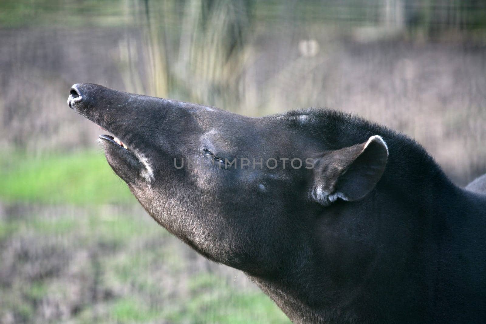 Lowland tapir (male)