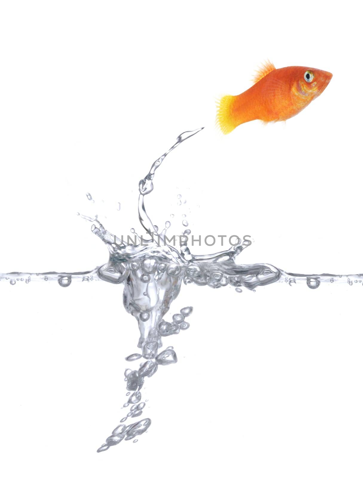 Happy goldfish