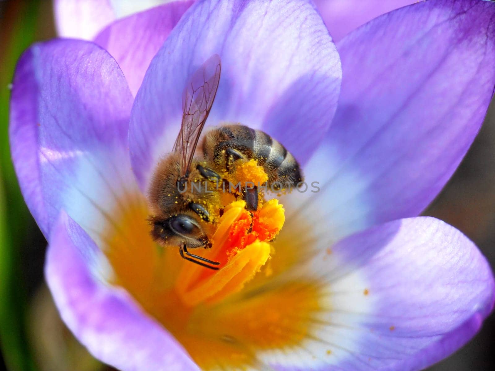 The first bees with us