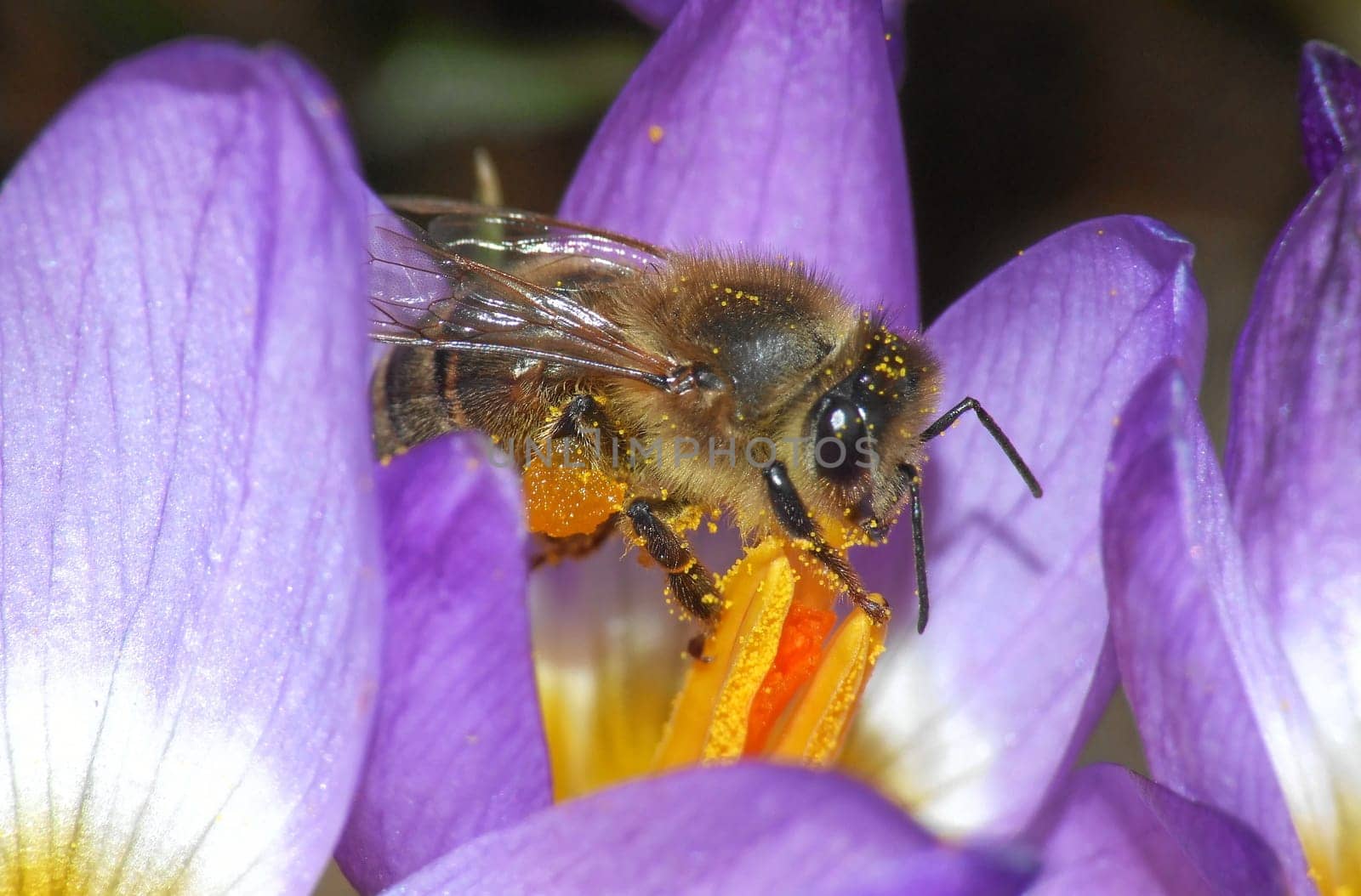 Bee pollen everywhere