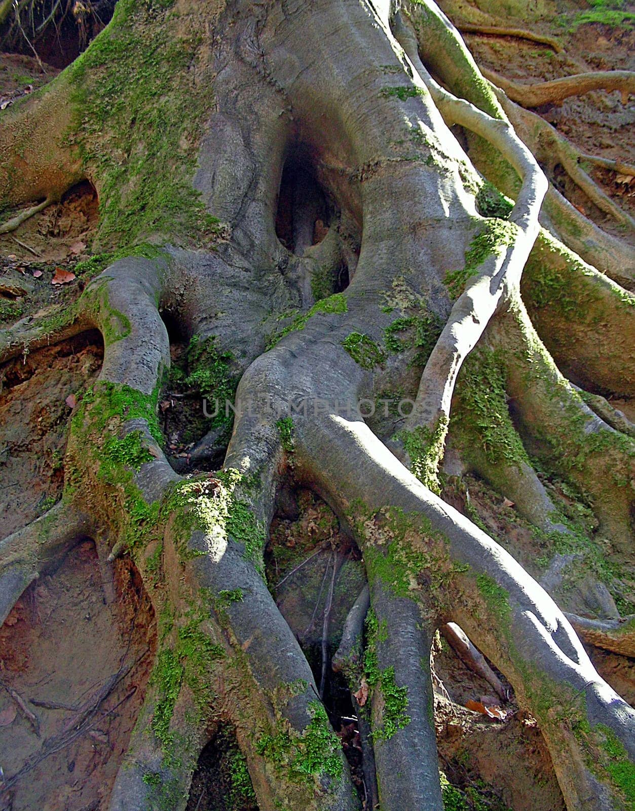 Old High German "wurzala"": The winding"