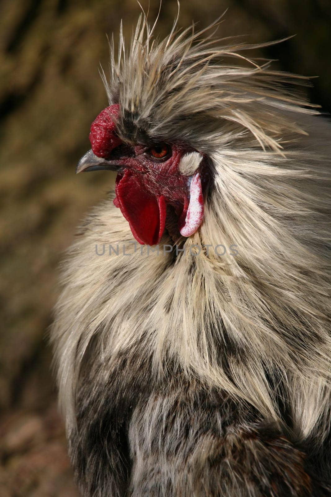 Japanese silk chicken (rooster)
