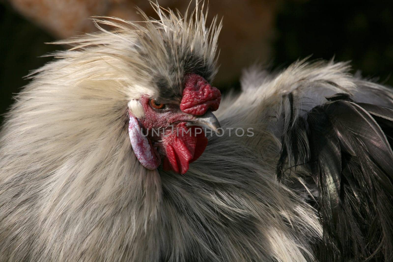 Japanese silk chicken (rooster)