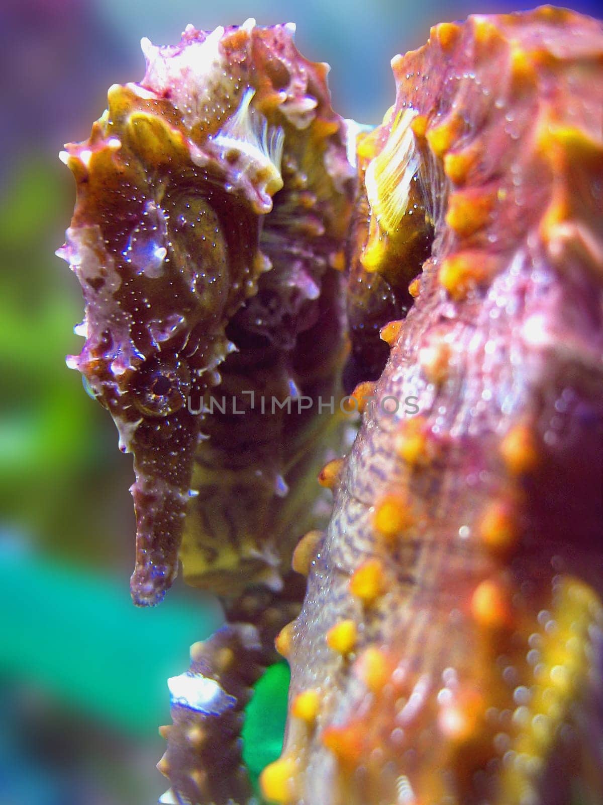 Line seahorses