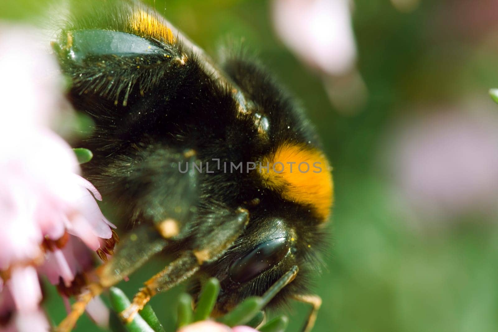 Bumblebee sipping nectar (180mm macro + Raynox)
