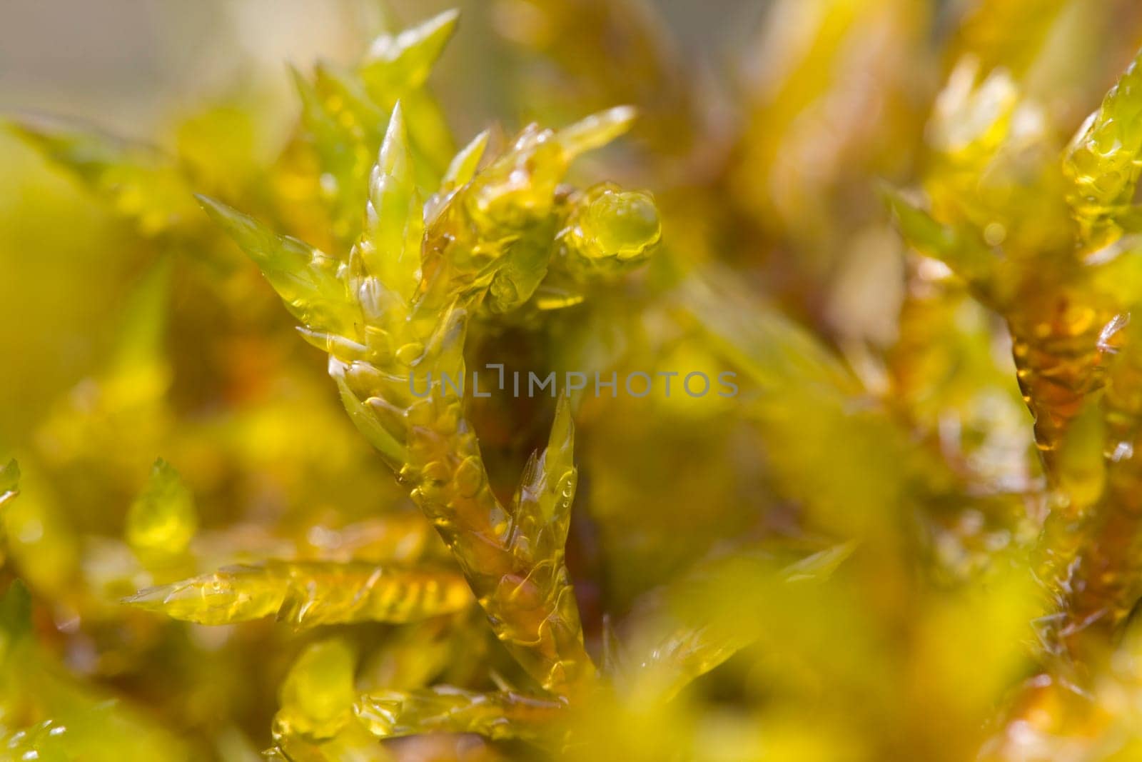 Moss,close-up