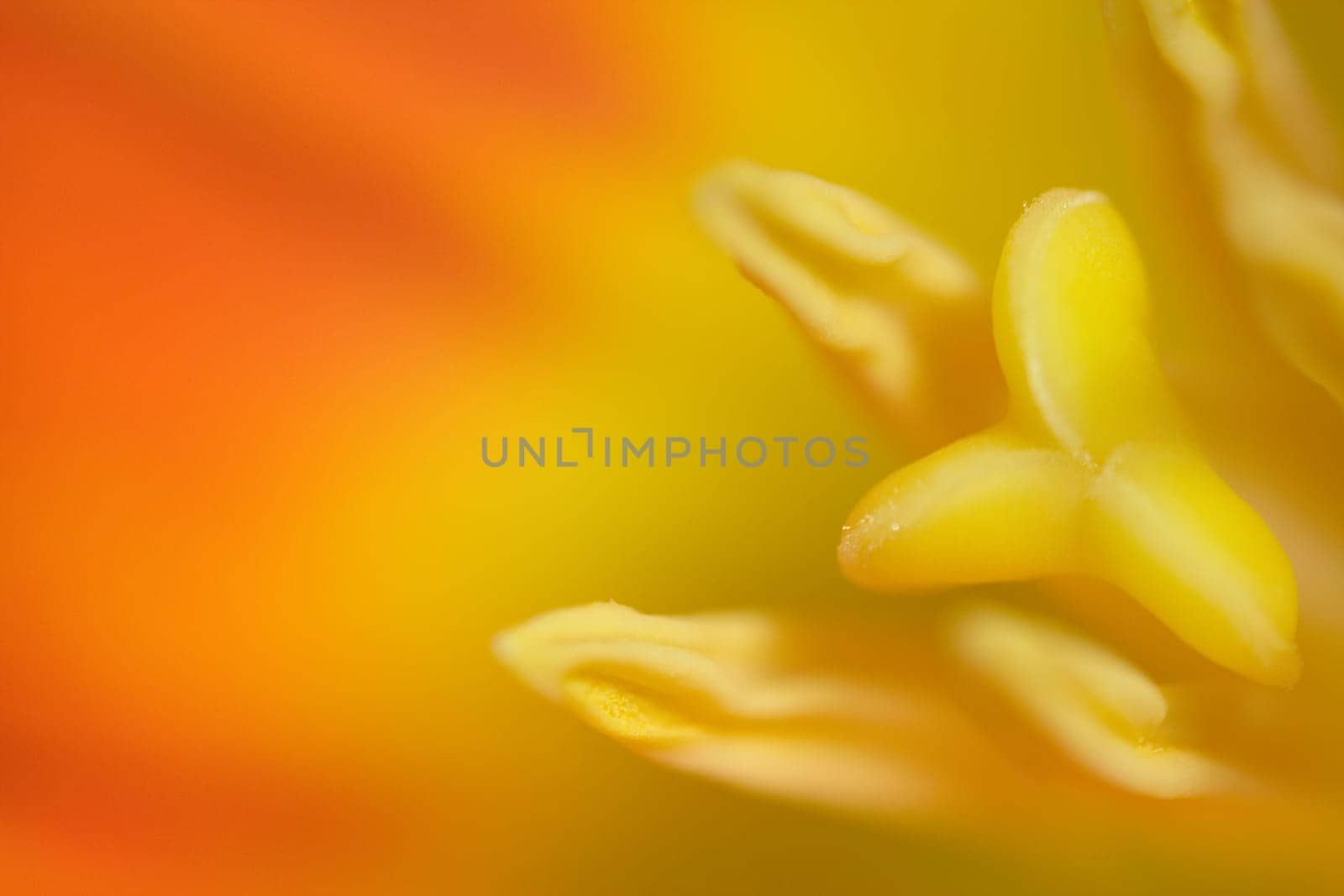 orange tulip