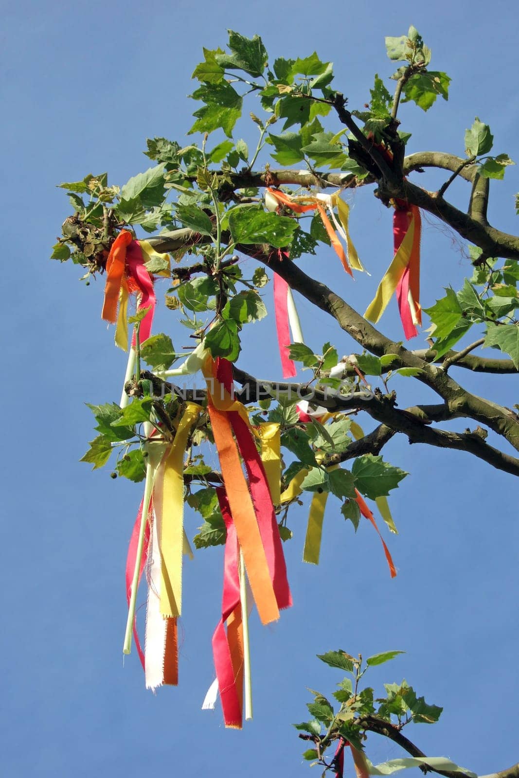 Tree decorated with colorful ribbons