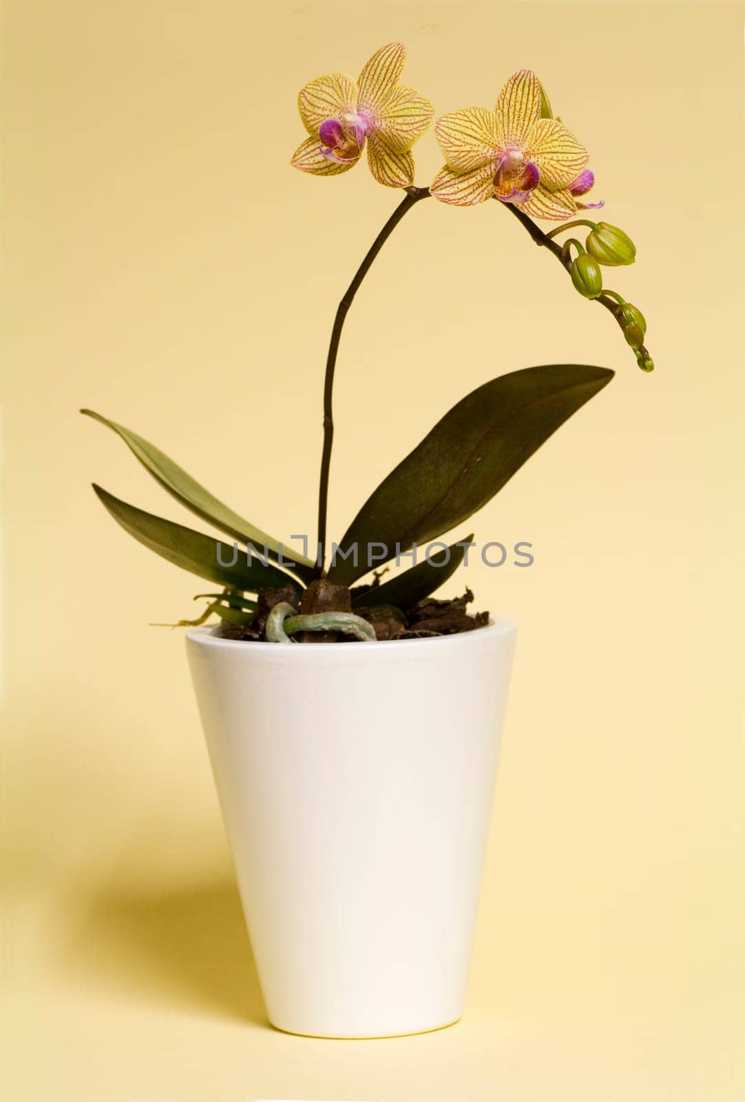 Orchid Vluyner Dwarf