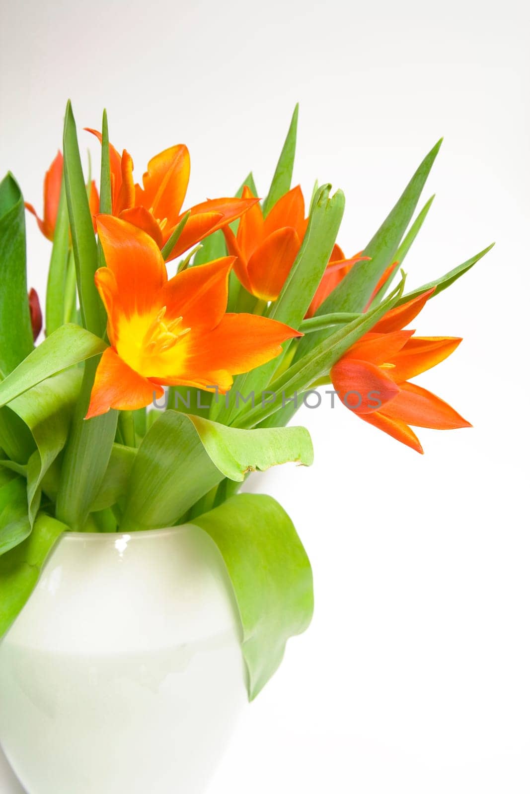 orange tulips