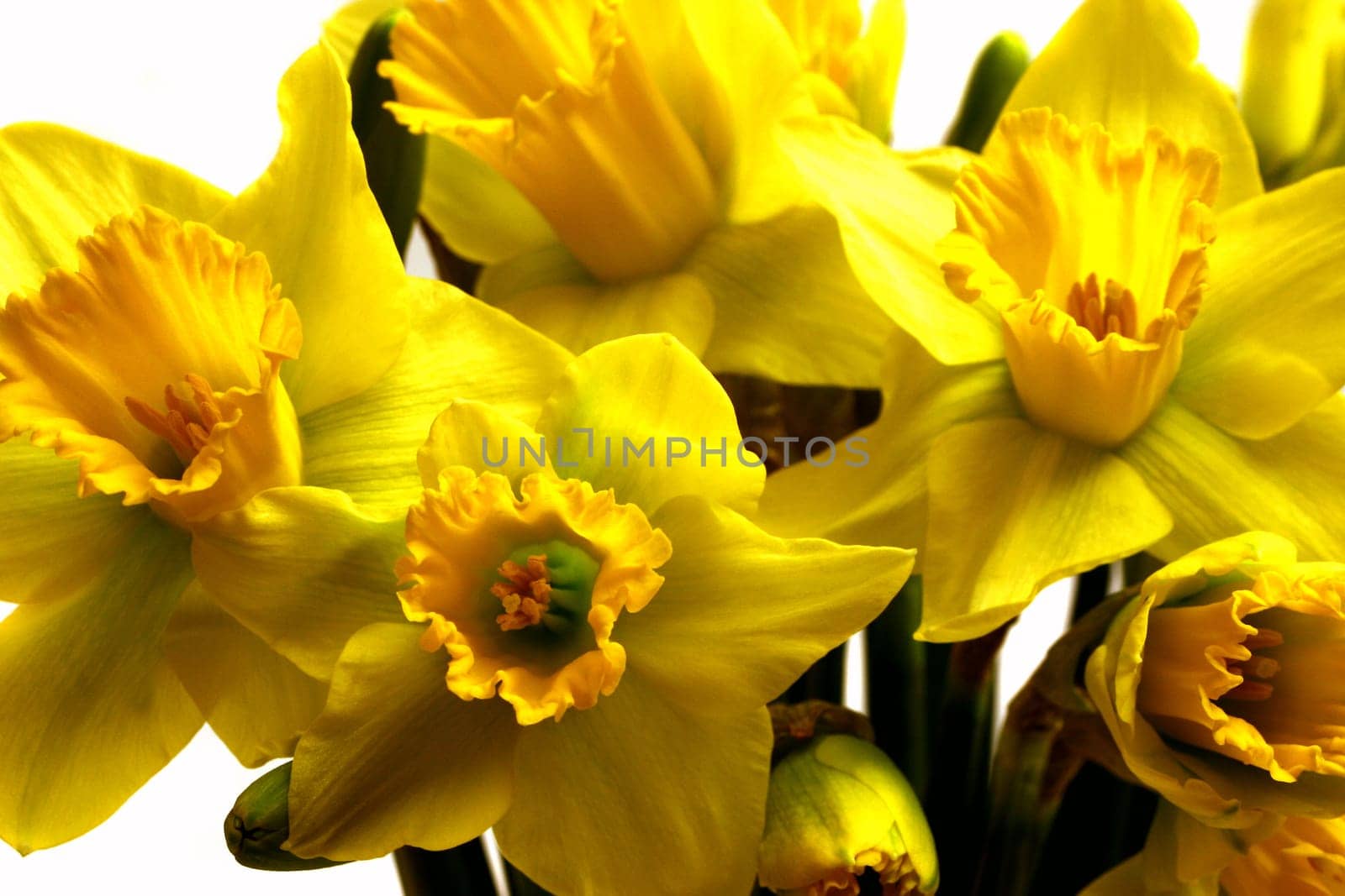 yellow goes on