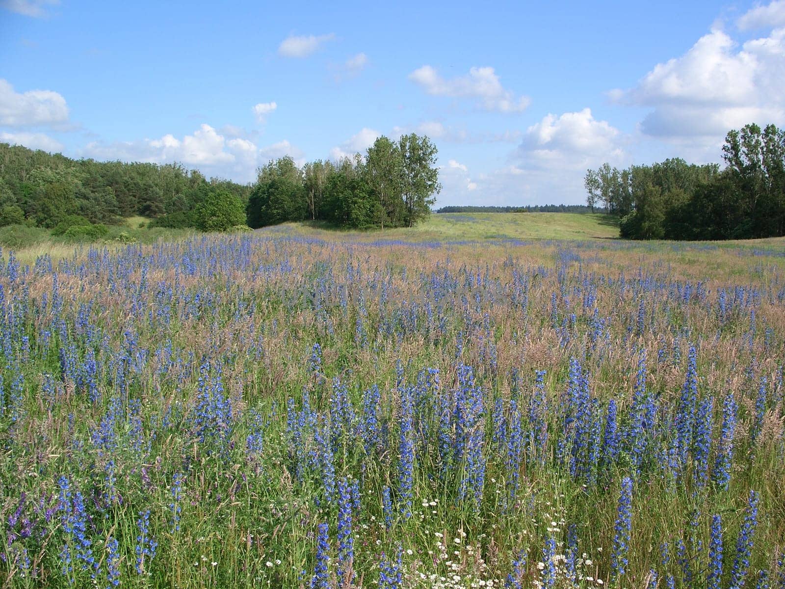 blue meadow