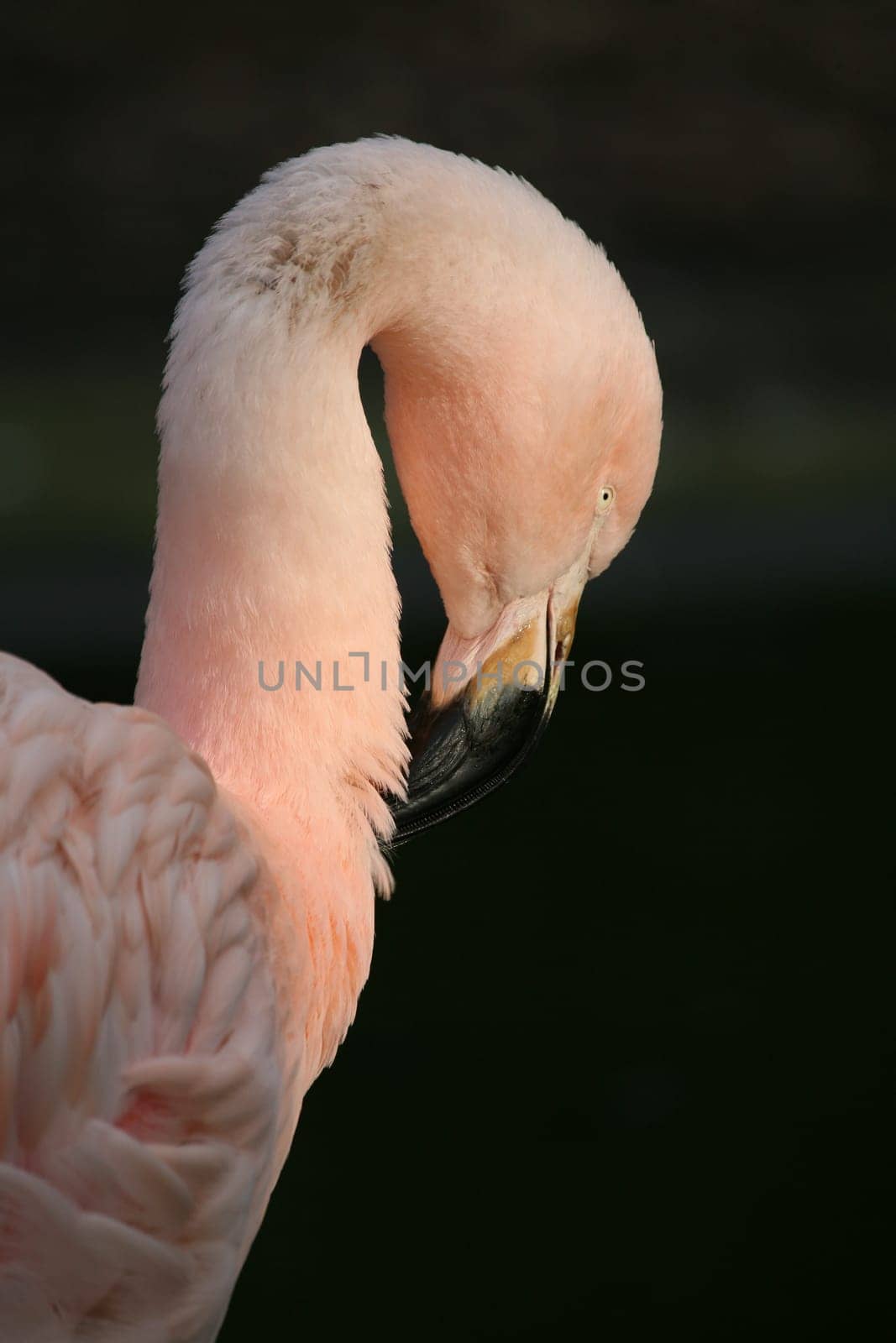 Graceful bird in pink