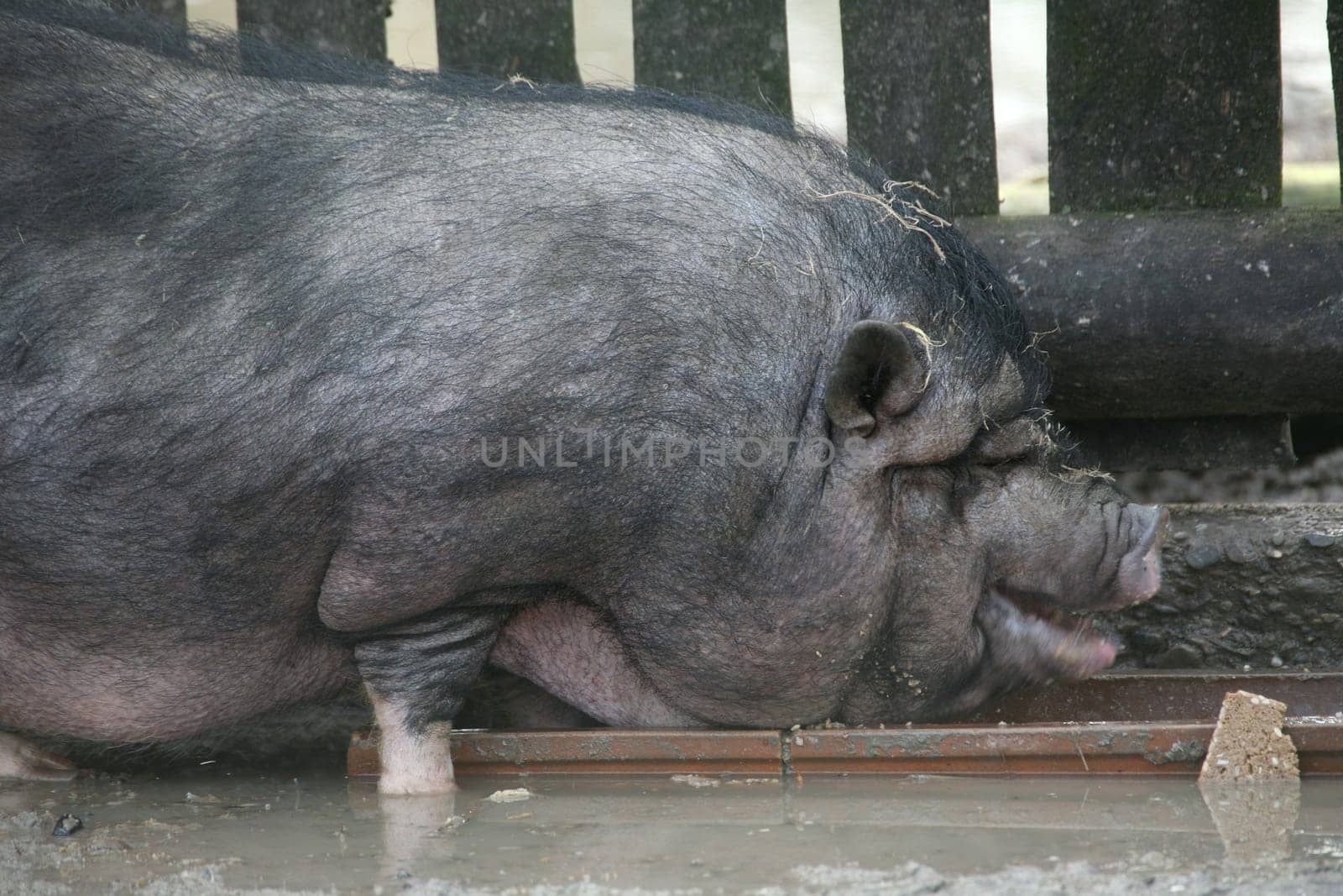 Pot-bellied pig at the feeding trough