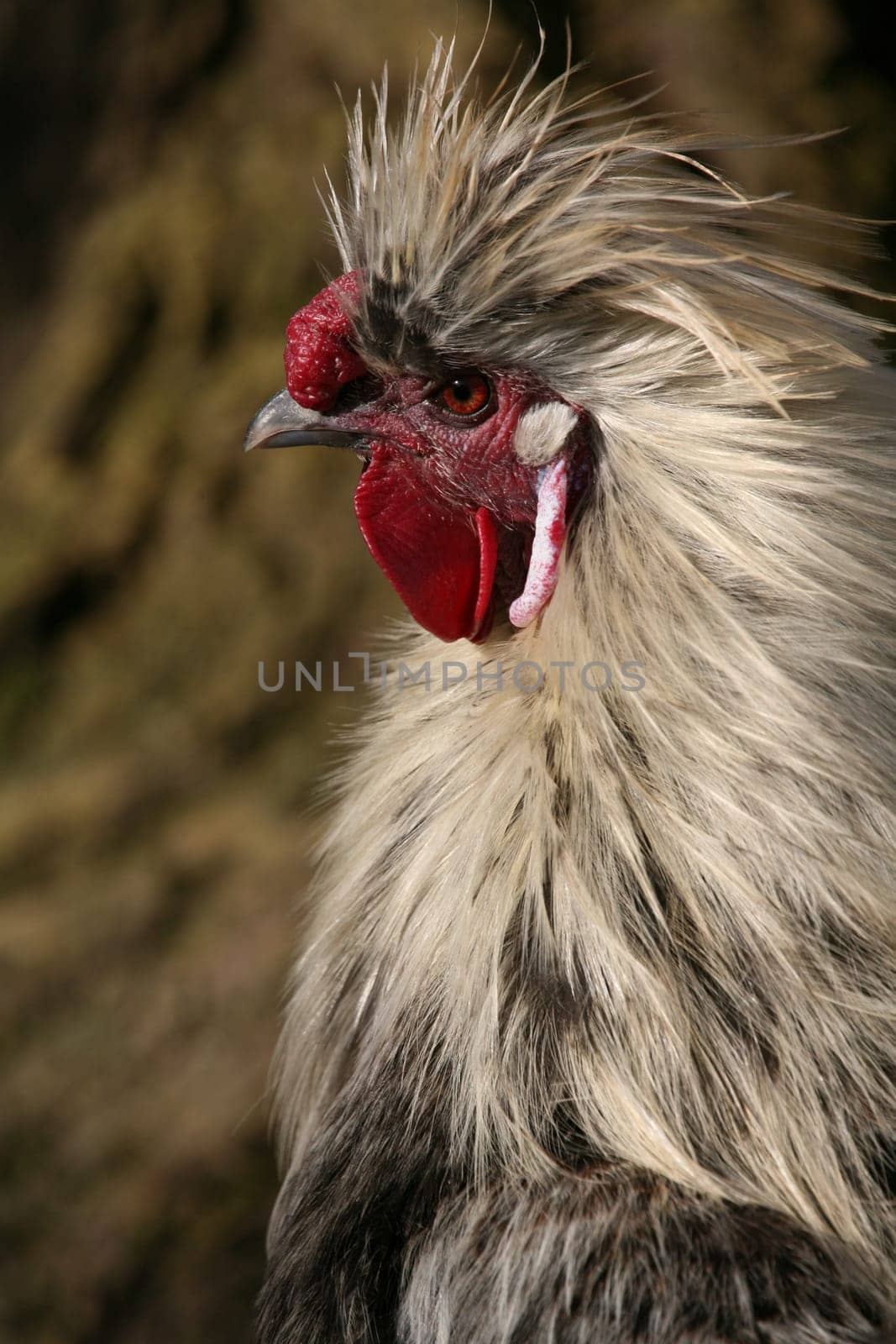 Japanese silk chicken (rooster)