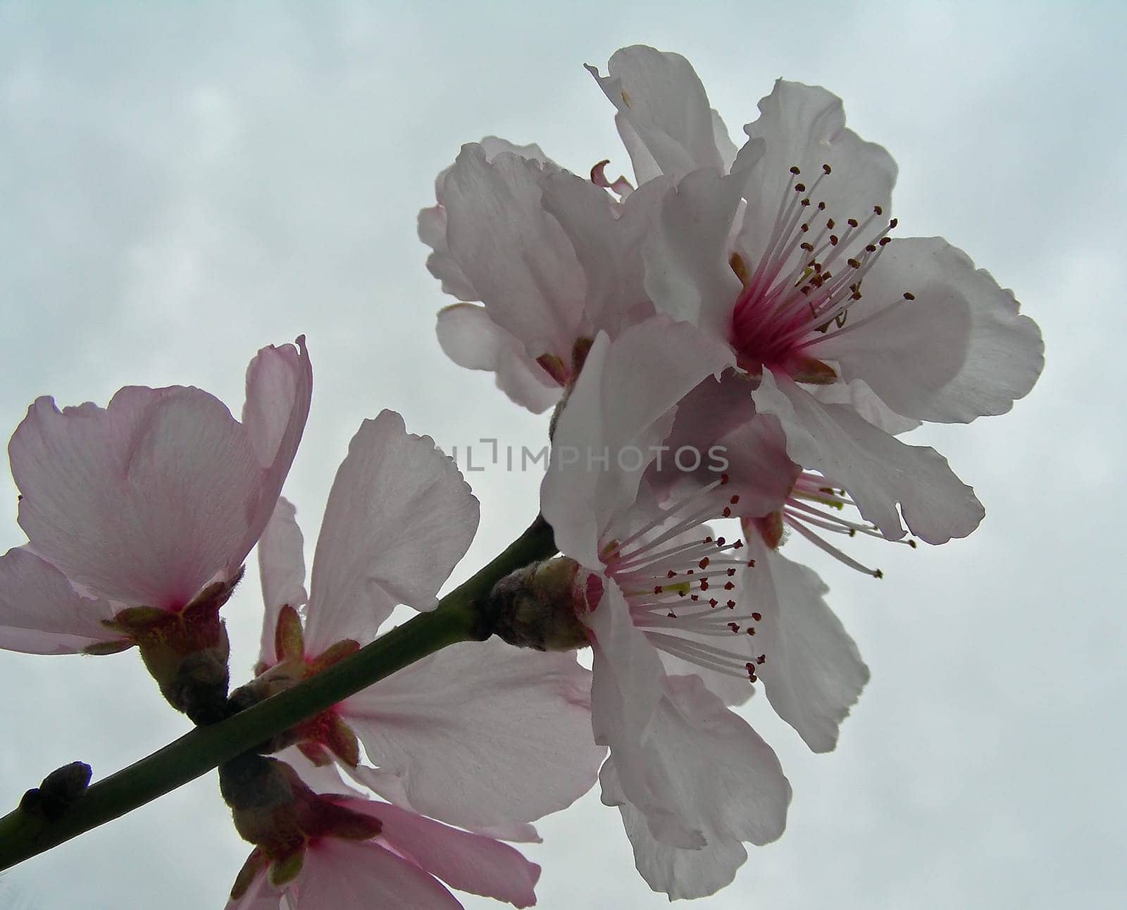 In Germany,almonds ripen only in the wine-growing regions,where they were probably introduced by the Romans together with the wine.