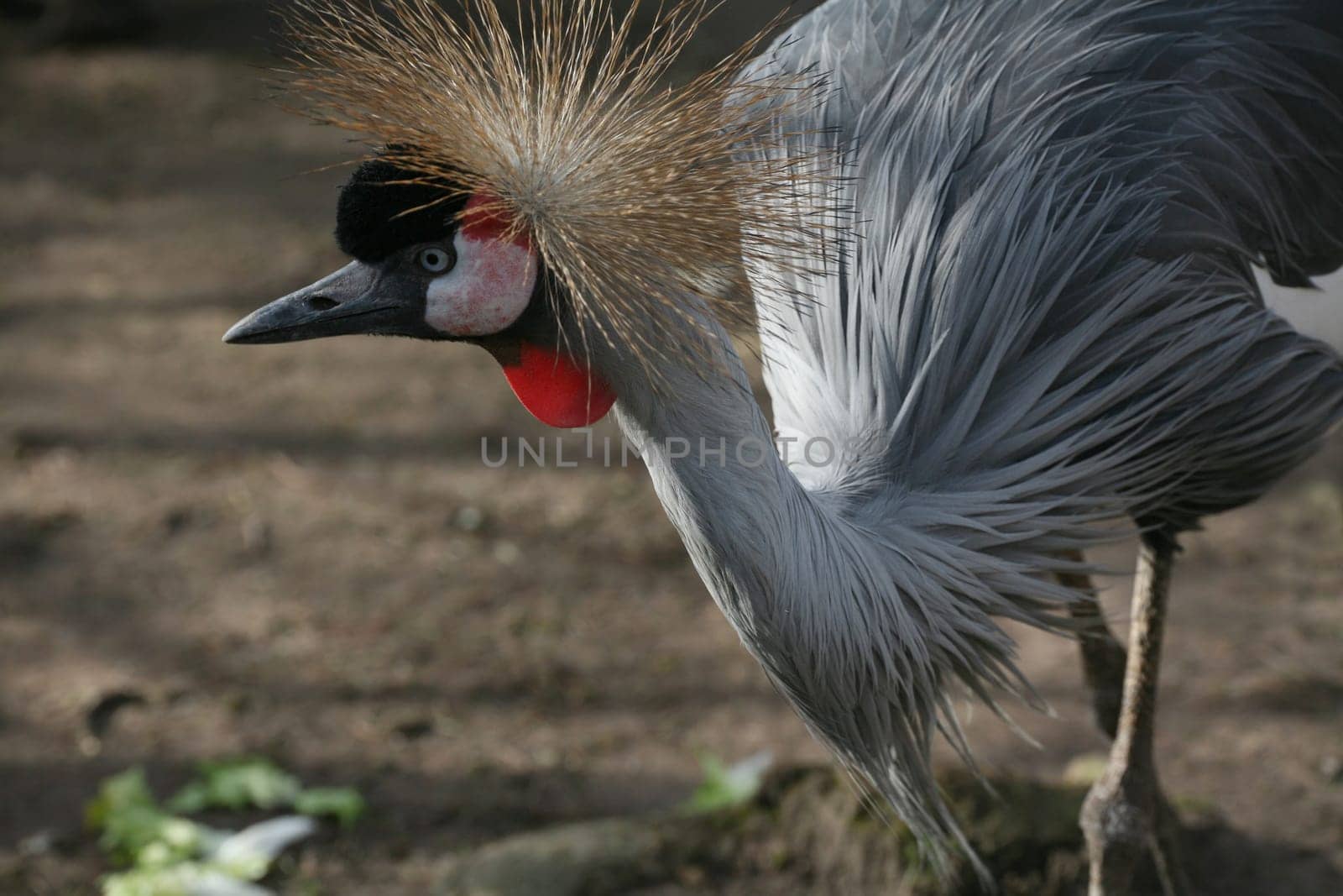 Crowned crane