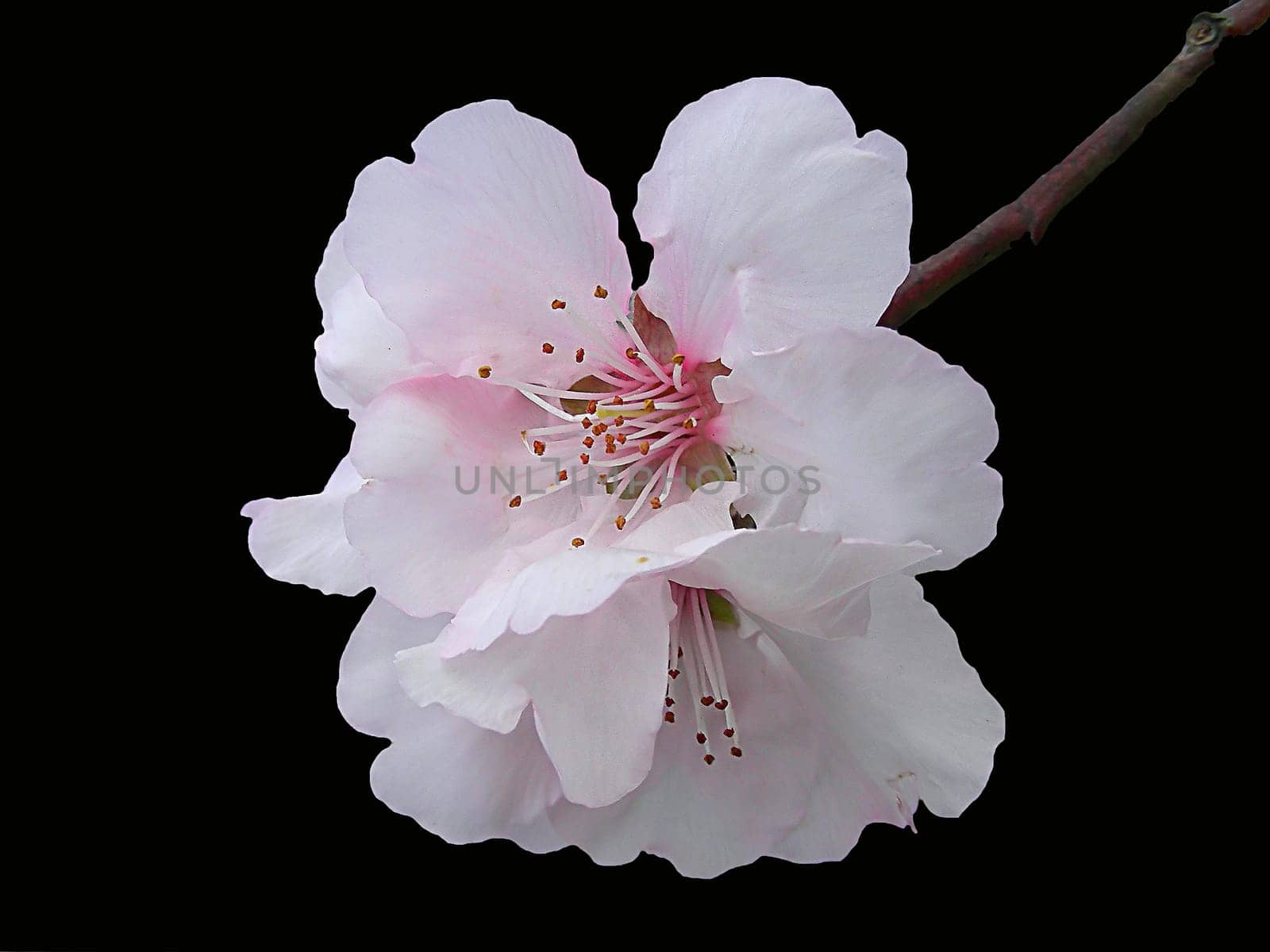 Prunus dulcis (Sweet almond)