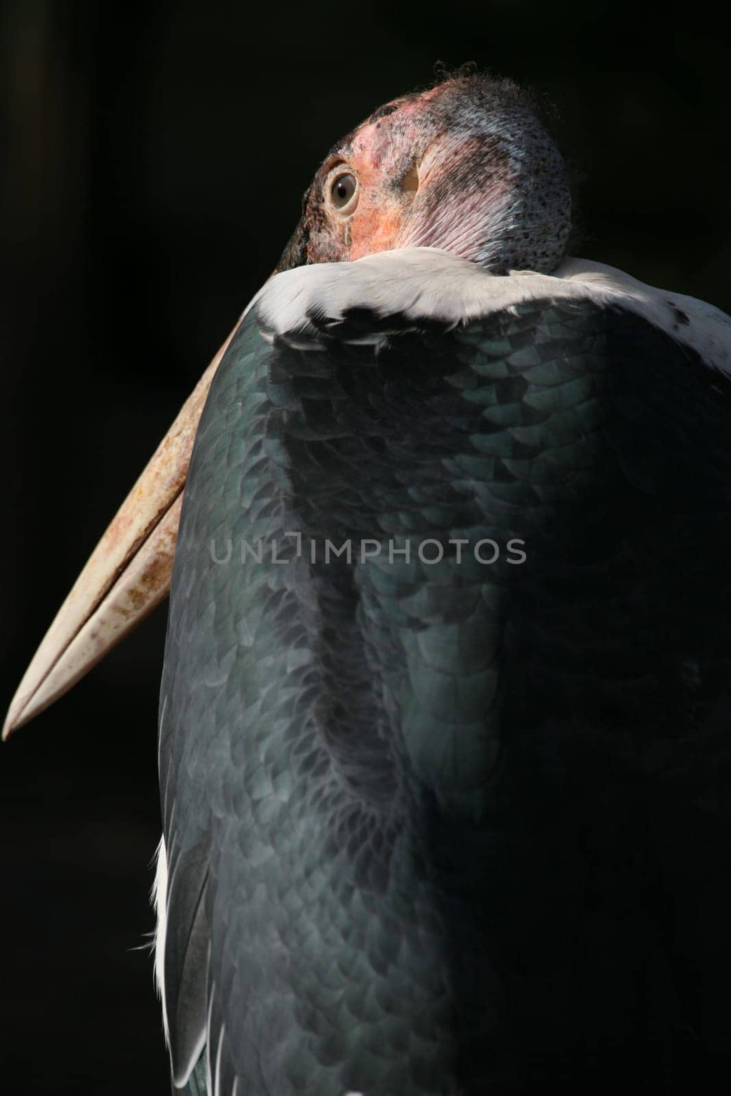 Marabou stork