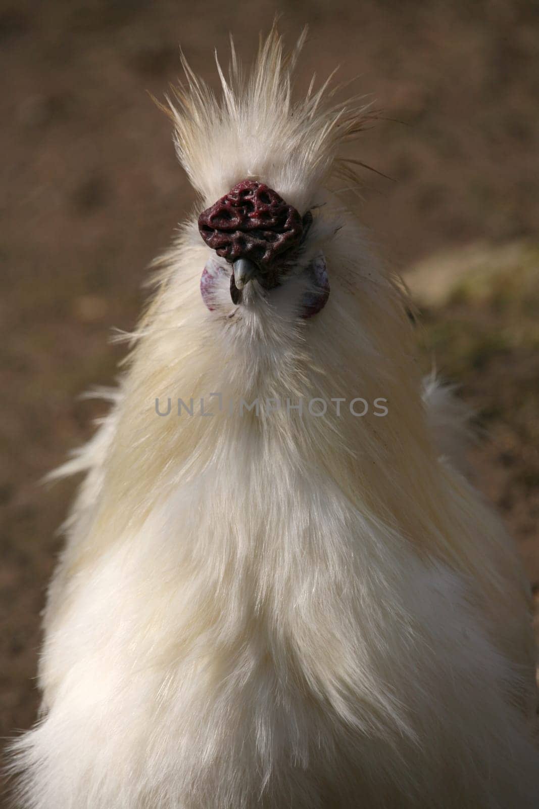 Silk chicken