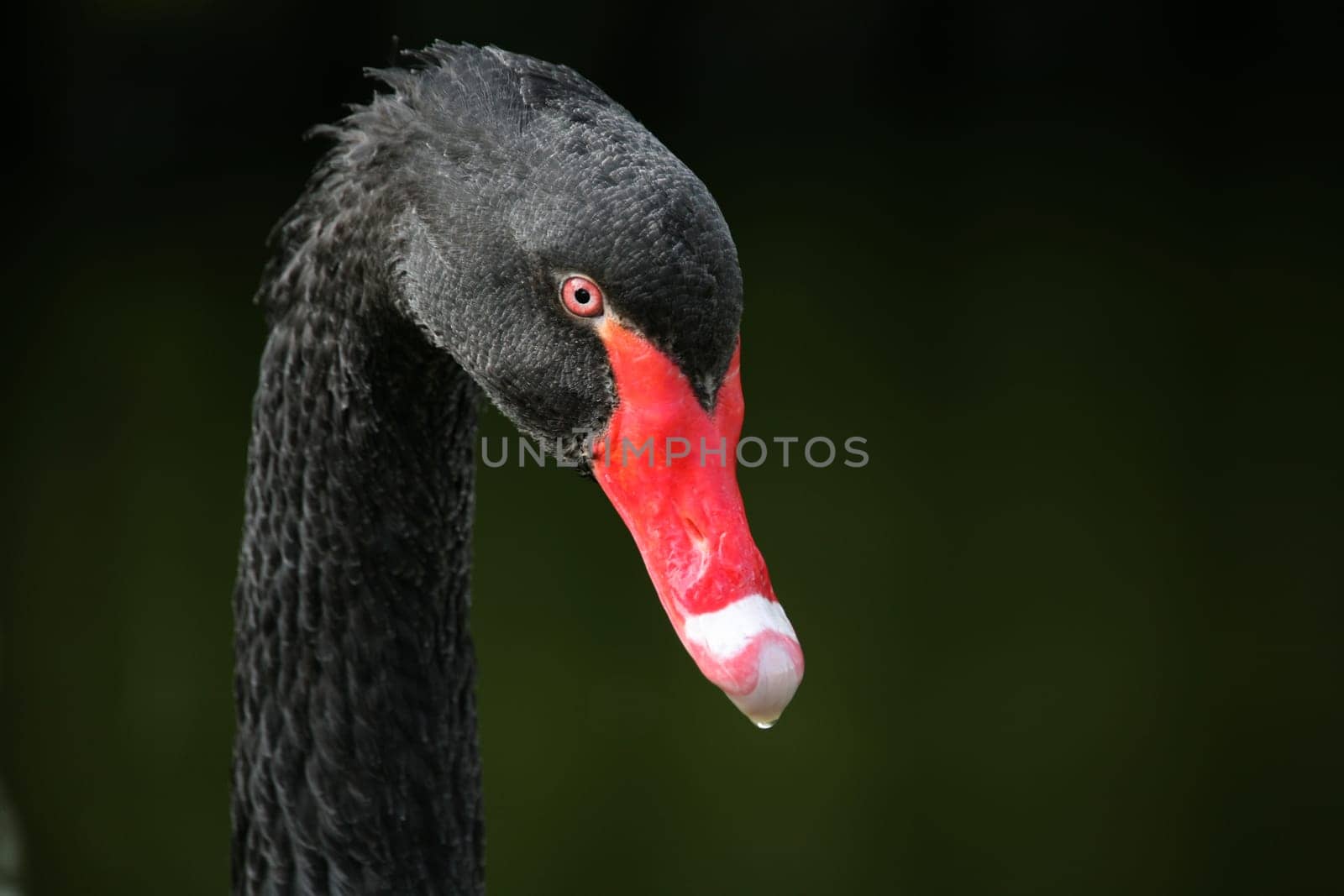 Portrait of a Black Swan