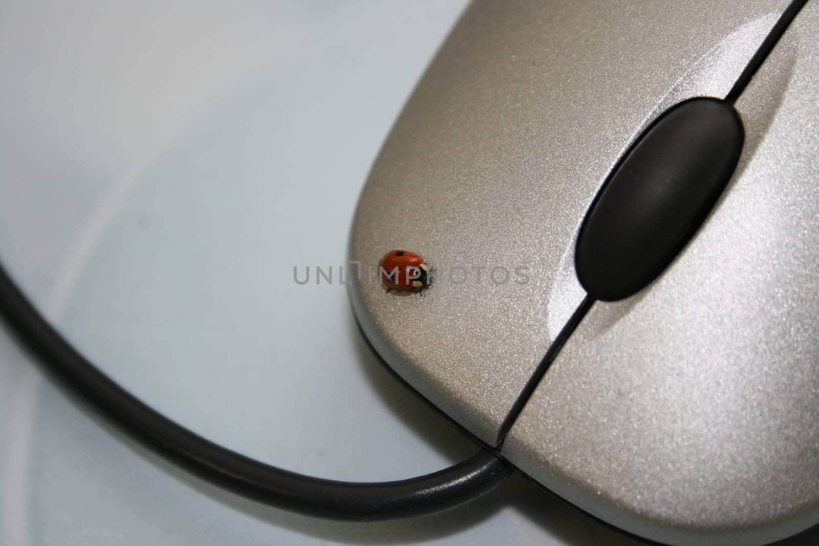 The little beetle sat around on my mouse during working hours and made himself comfortable there *g*