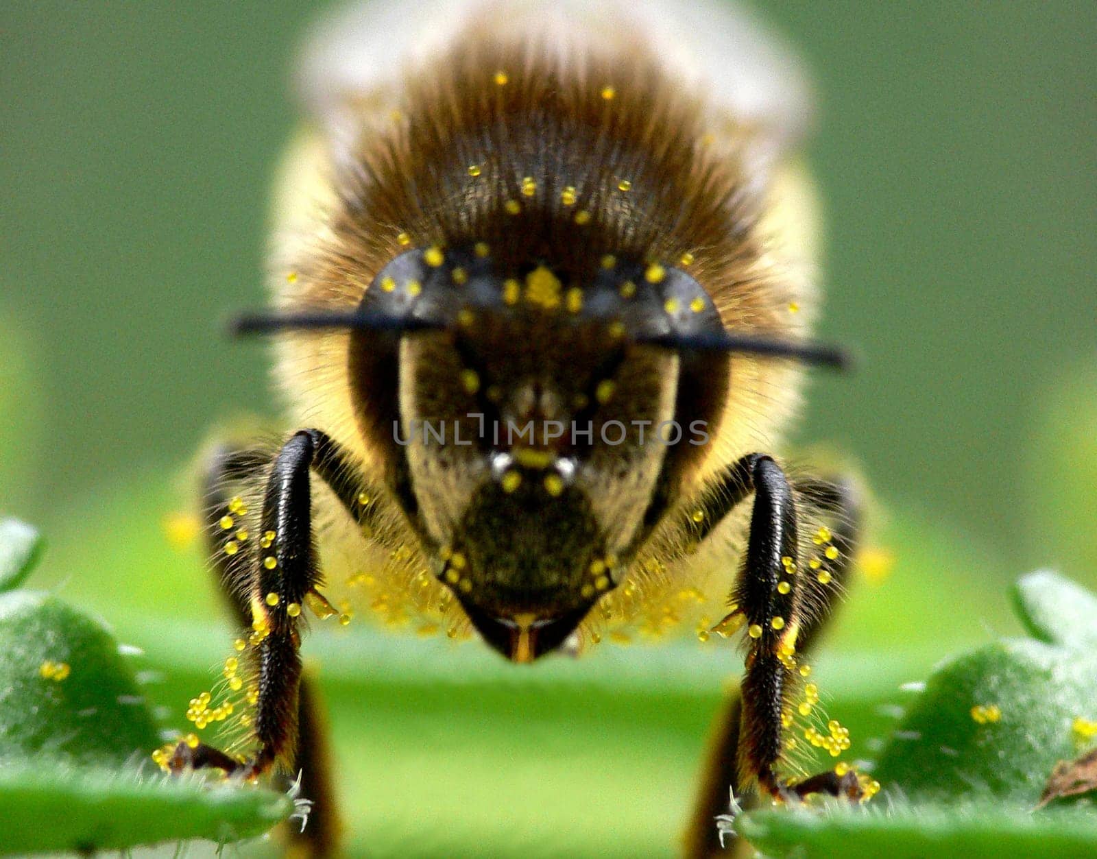Bee frontal