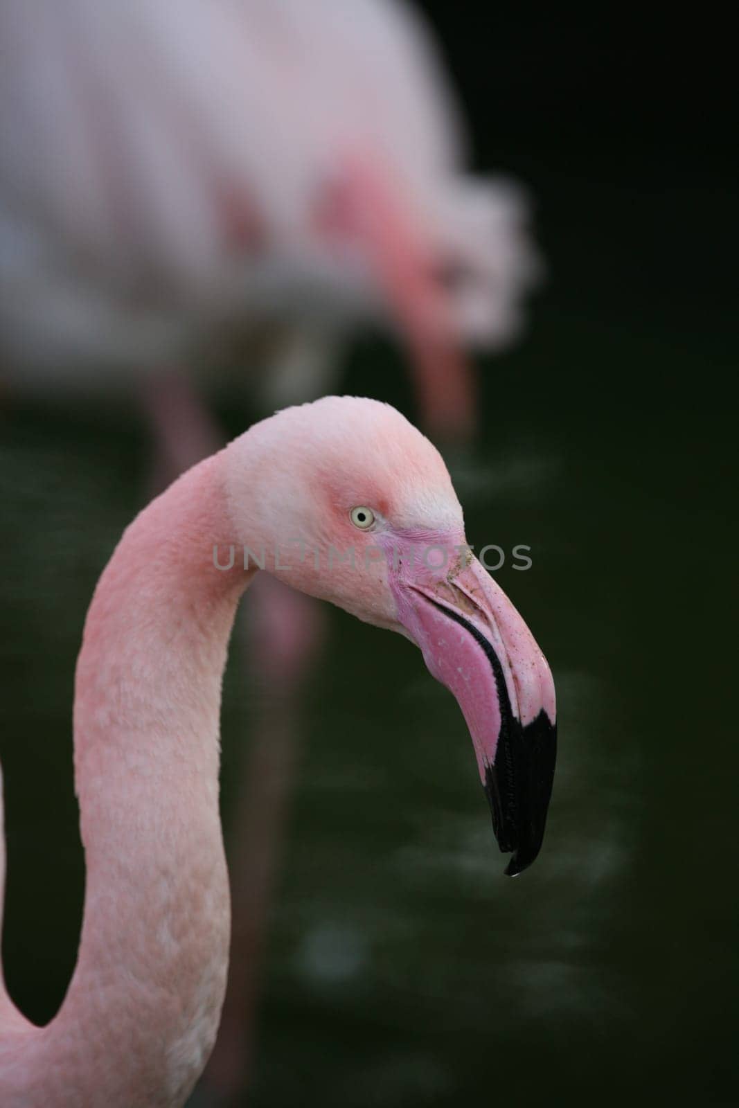 Graceful bird in pink