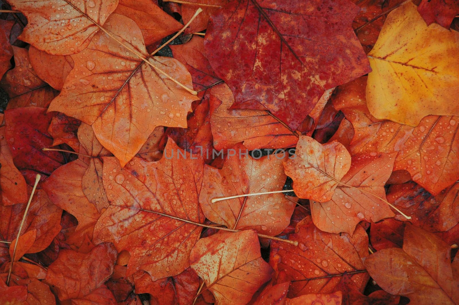 Autumn leaves 2