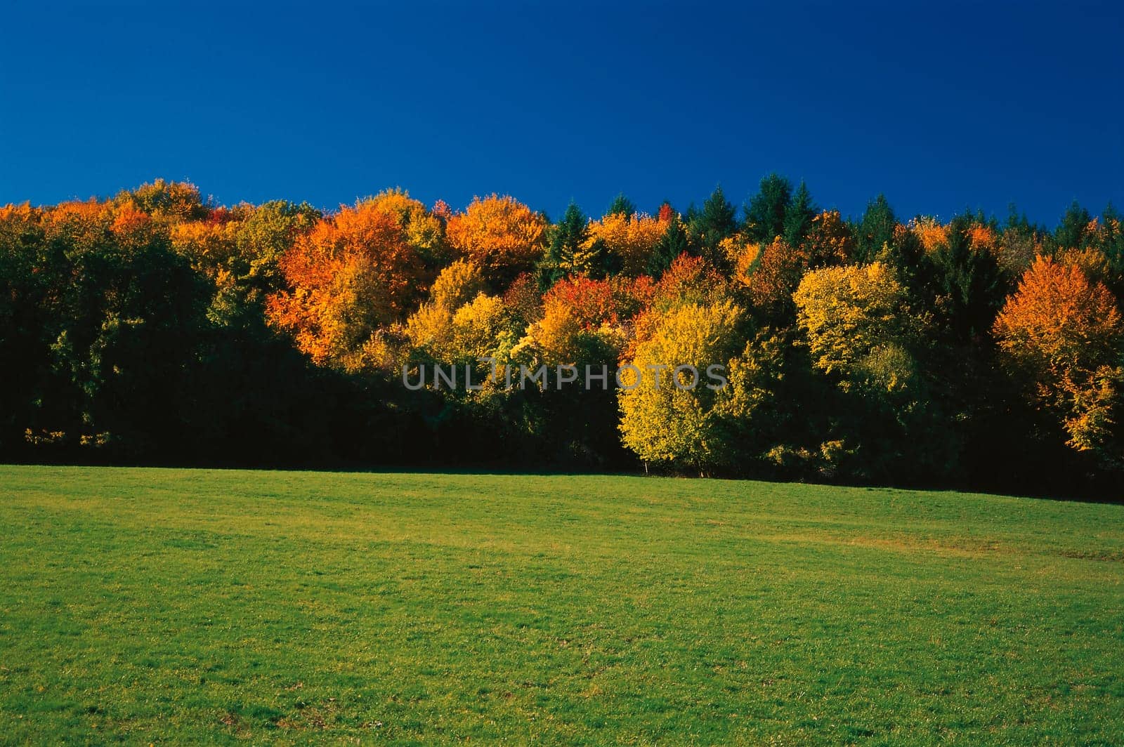 Sky,forest and meadow