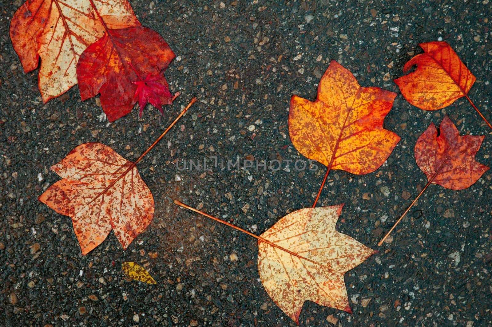 Autumn leaves 1