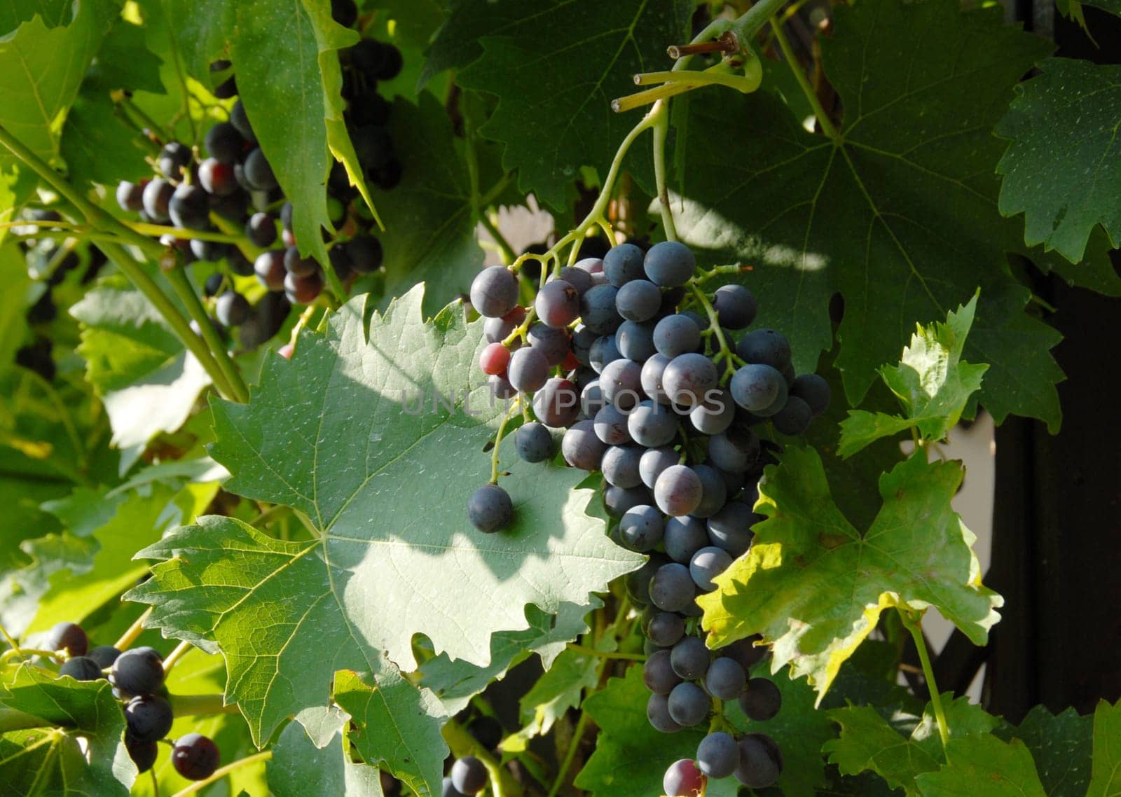 Grapes