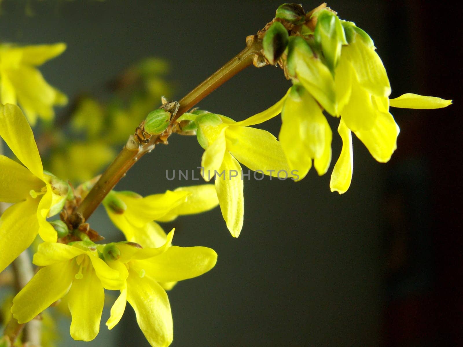Forsythia