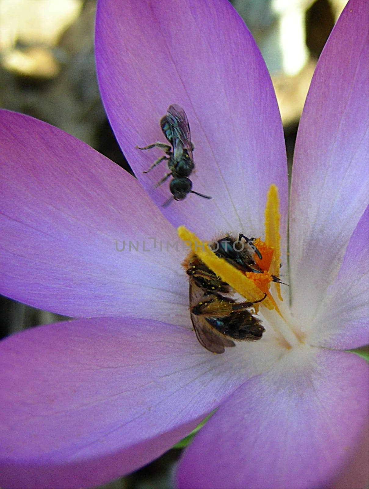 Crocus proteins for the bee
