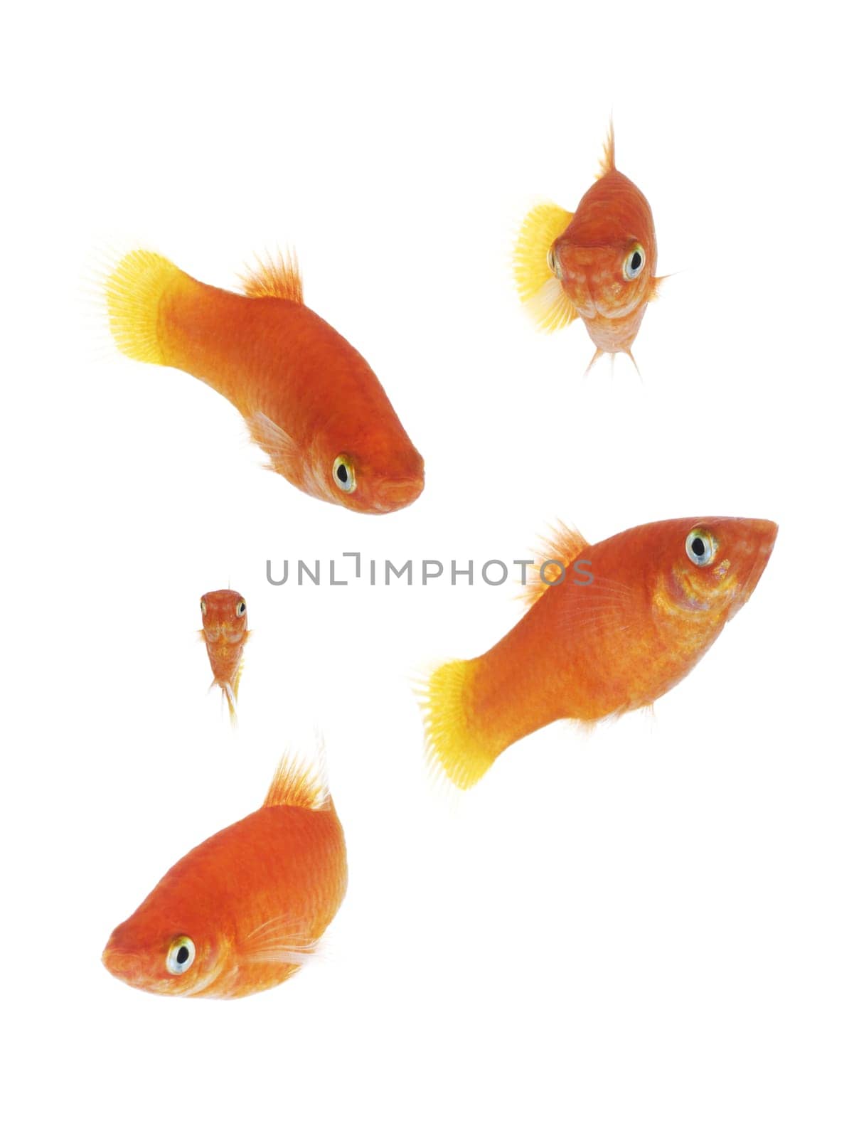 Isolated goldfish