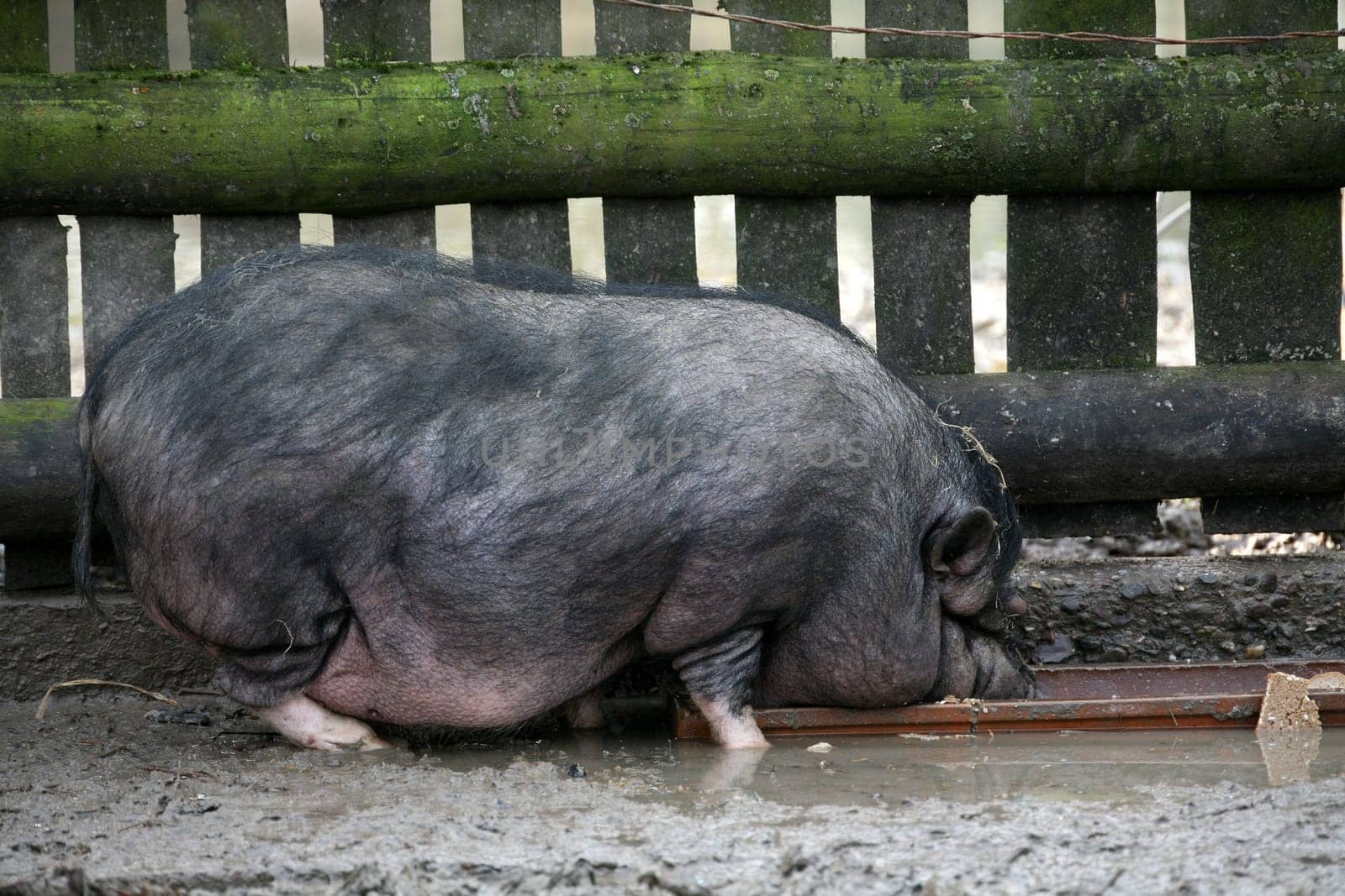 Pot-bellied pig at the feeding trough