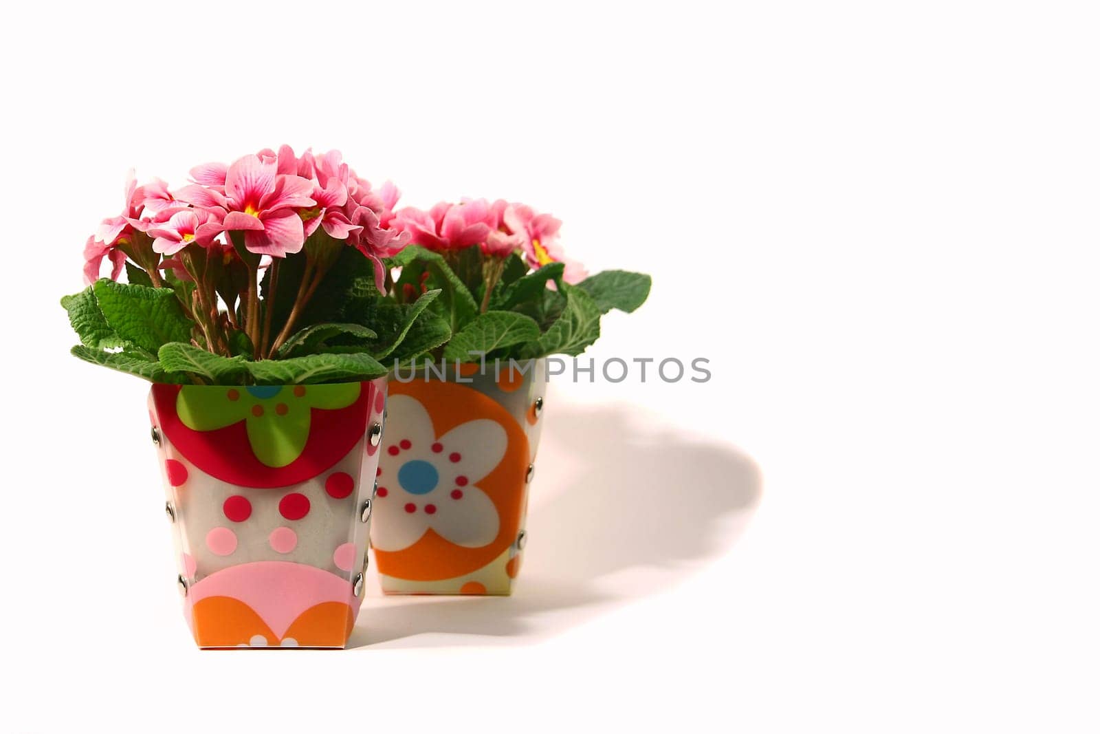 Primroses pink