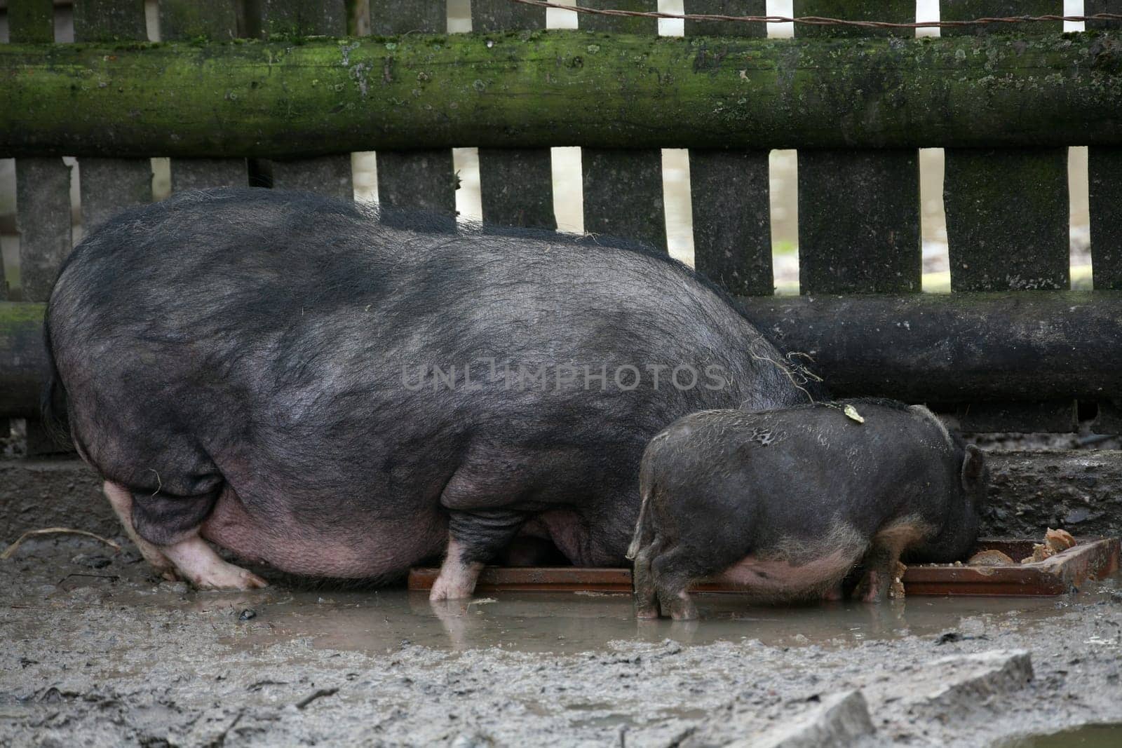 Pot-bellied pigs at the feeding trough
