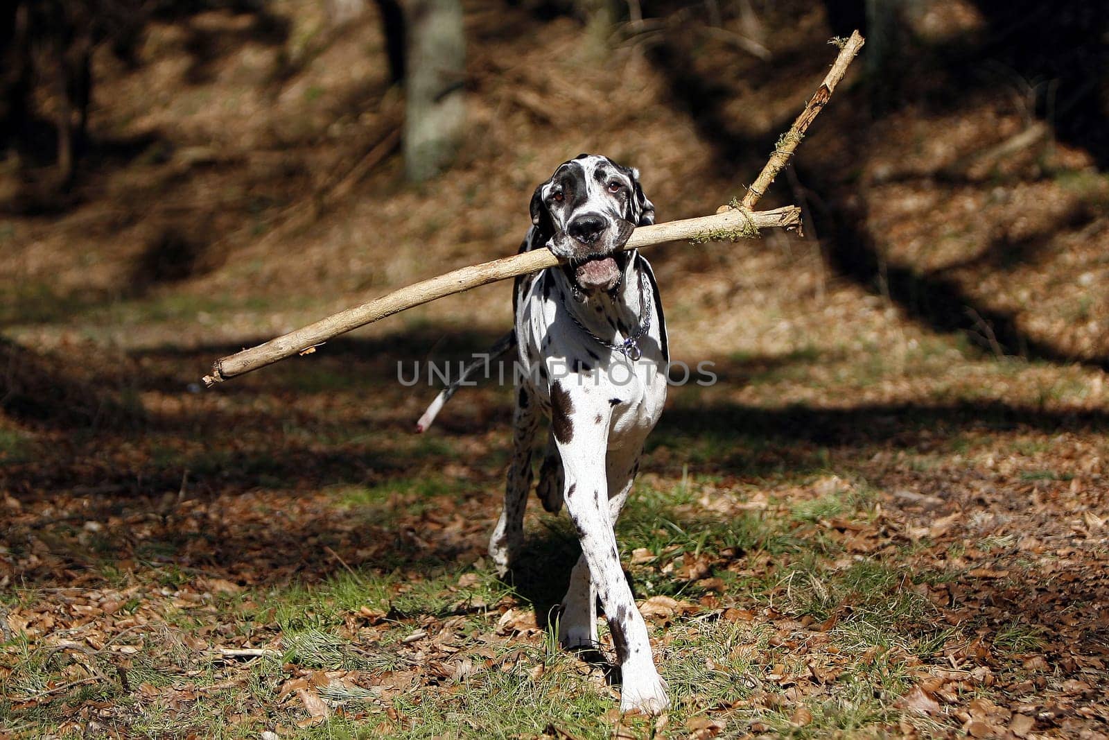 Great Dane Wilson playing in the woods