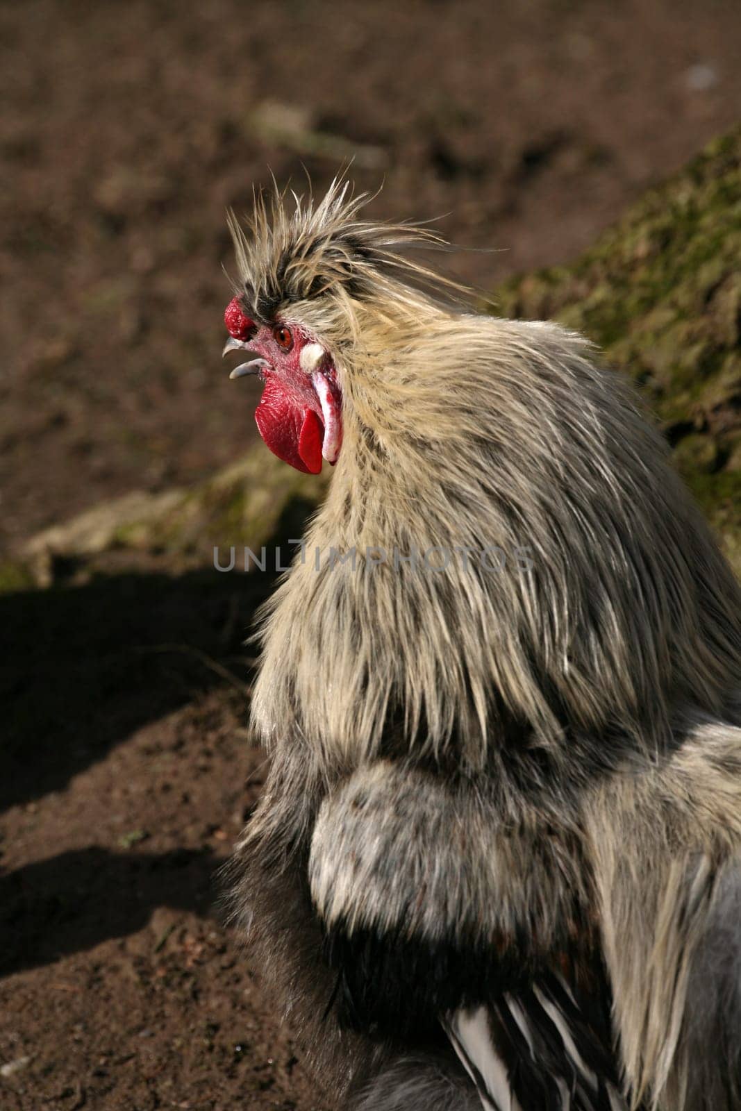 Japanese silk chicken (rooster)