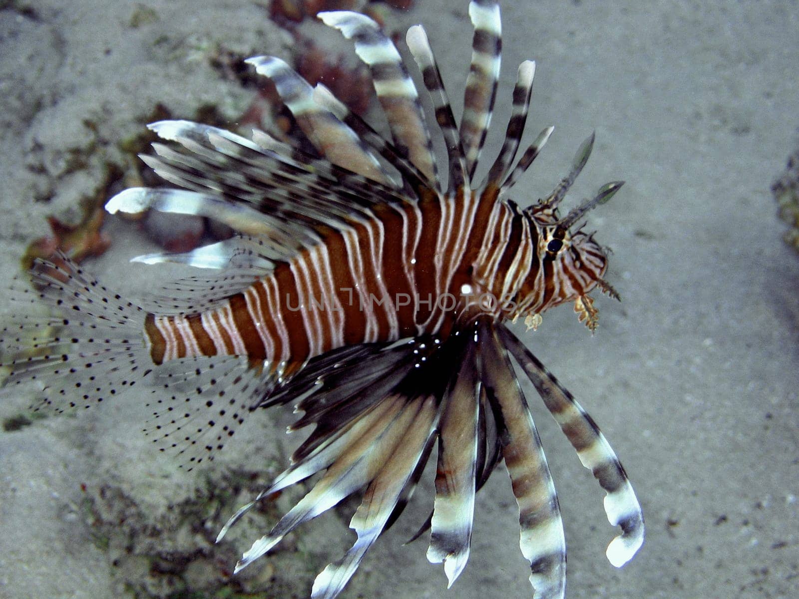 Lionfish
