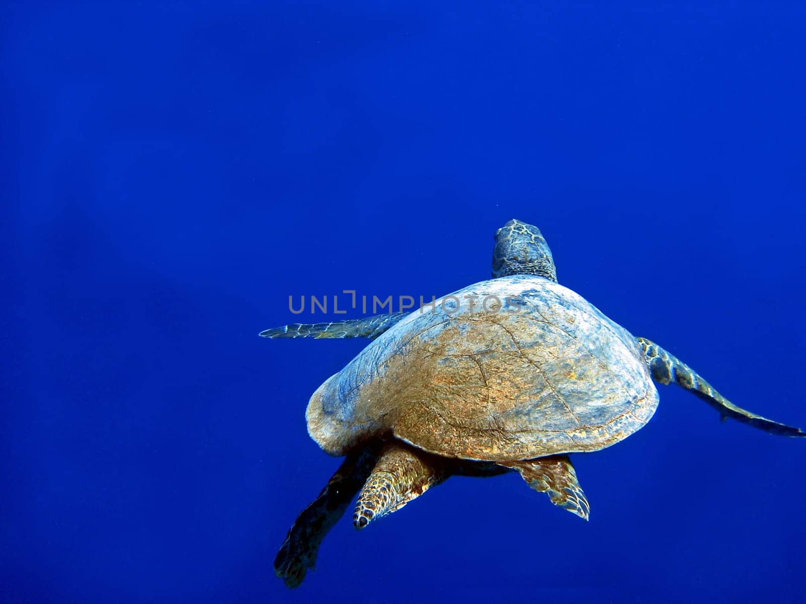 Hawksbill turtle