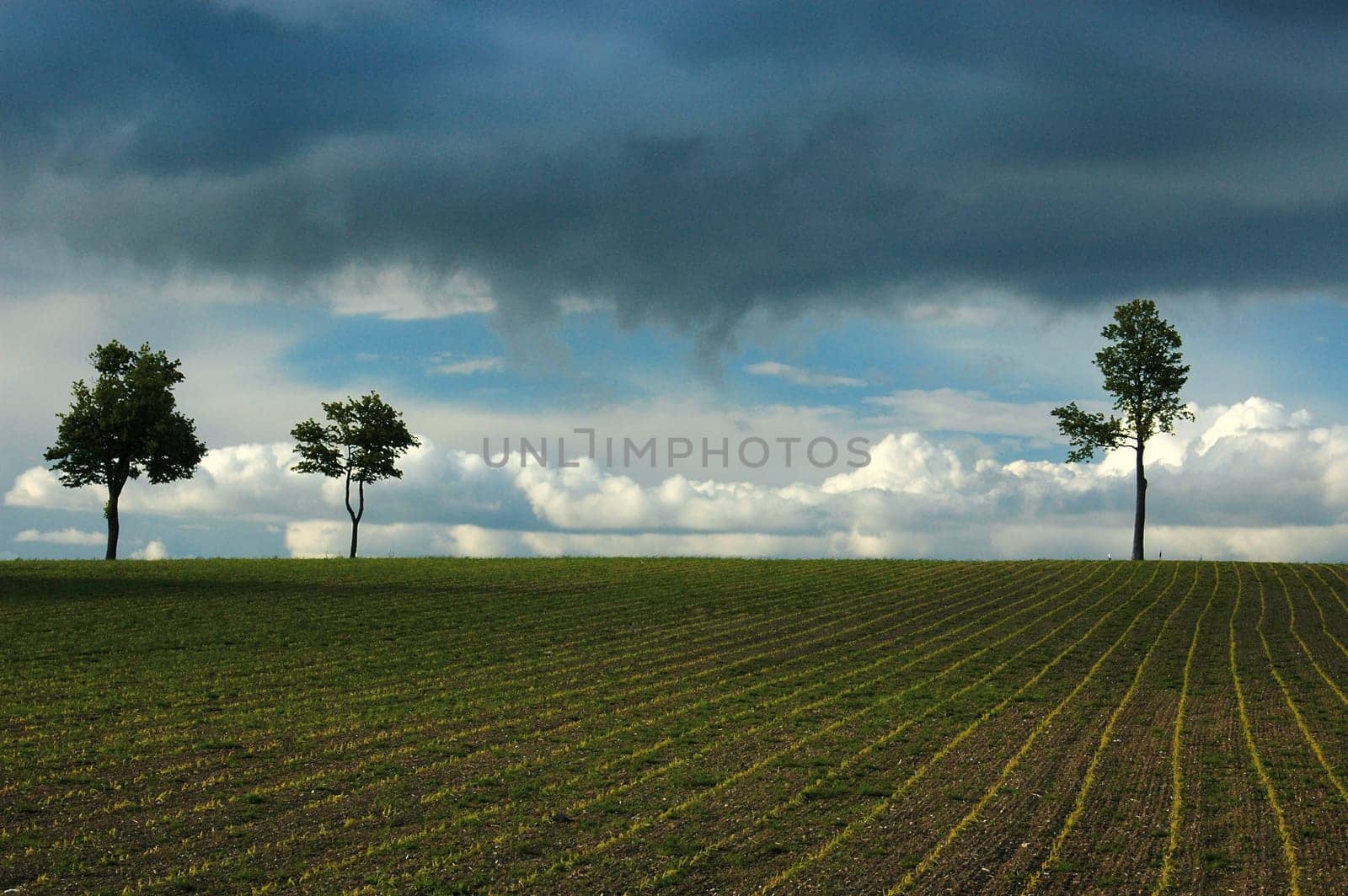 Field with trees